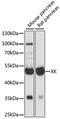 Membrane transport protein XK antibody, GTX66333, GeneTex, Western Blot image 