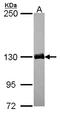 Dynactin Subunit 1 antibody, LS-B10901, Lifespan Biosciences, Western Blot image 