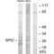 Spi-C Transcription Factor antibody, PA5-49851, Invitrogen Antibodies, Western Blot image 