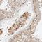 Mitochondrial Ribosomal Protein L55 antibody, NBP1-91042, Novus Biologicals, Immunohistochemistry frozen image 
