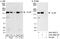 VPRBP antibody, A301-887A, Bethyl Labs, Western Blot image 