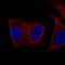 Desmin antibody, AMAb91303, Atlas Antibodies, Immunofluorescence image 