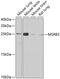 Methionine Sulfoxide Reductase B3 antibody, A06632, Boster Biological Technology, Western Blot image 