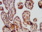 Calcyphosine 2 antibody, CSB-PA861167LA01HU, Cusabio, Immunohistochemistry paraffin image 