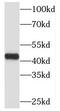 Methyl-CpG-binding domain protein 2 antibody, FNab05034, FineTest, Western Blot image 