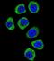 Protocadherin Beta 3 antibody, PA5-35106, Invitrogen Antibodies, Immunofluorescence image 