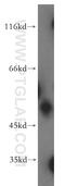 Atypical Chemokine Receptor 3 antibody, 14840-1-AP, Proteintech Group, Western Blot image 