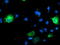 Ribophorin I antibody, LS-C173358, Lifespan Biosciences, Immunofluorescence image 