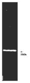 Proteasome 11S gamma subunit antibody, BML-PW8190-0025, Enzo Life Sciences, Western Blot image 