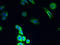 Cytochrome c oxidase assembly protein COX11, mitochondrial antibody, orb354451, Biorbyt, Immunofluorescence image 