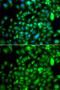 Lysine Acetyltransferase 14 antibody, GTX65856, GeneTex, Immunocytochemistry image 