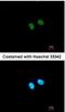 PR domain zinc finger protein 8 antibody, NBP1-33646, Novus Biologicals, Immunocytochemistry image 