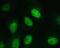 Deoxycytidine Kinase antibody, A01655-1, Boster Biological Technology, Immunofluorescence image 