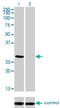 Homeobox protein DLX-4 antibody, LS-C197058, Lifespan Biosciences, Western Blot image 