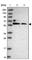 Myc-associated zinc finger protein antibody, HPA048315, Atlas Antibodies, Western Blot image 