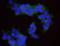 Replication factor C subunit 4 antibody, NB100-233, Novus Biologicals, Proximity Ligation Assay image 