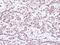 Structural Maintenance Of Chromosomes 1A antibody, LS-C186093, Lifespan Biosciences, Immunohistochemistry frozen image 