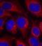 SHC-transforming protein 1 antibody, orb14689, Biorbyt, Immunofluorescence image 