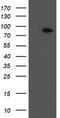 Coagulation factor XIII A chain antibody, LS-C788730, Lifespan Biosciences, Western Blot image 