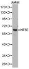 5'-Nucleotidase Ecto antibody, LS-C192851, Lifespan Biosciences, Western Blot image 