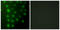 A-Kinase Anchoring Protein 8 antibody, LS-B8397, Lifespan Biosciences, Immunofluorescence image 