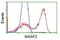 BAI1 Associated Protein 2 antibody, NBP2-00810, Novus Biologicals, Flow Cytometry image 