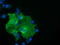 Butyrophilin Subfamily 1 Member A1 antibody, TA501527, Origene, Immunofluorescence image 