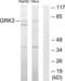G Protein-Coupled Receptor Kinase 3 antibody, LS-C118873, Lifespan Biosciences, Western Blot image 