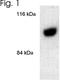 DNM2 antibody, NB300-617, Novus Biologicals, Western Blot image 