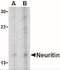 Neuritin 1 antibody, NBP1-77282, Novus Biologicals, Western Blot image 