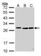 Serine And Arginine Rich Splicing Factor 9 antibody, PA5-27425, Invitrogen Antibodies, Western Blot image 