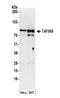 TATA-binding protein-associated factor 2N antibody, NB100-568, Novus Biologicals, Western Blot image 
