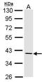 Fibromodulin antibody, PA5-27784, Invitrogen Antibodies, Western Blot image 