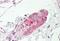 G Protein-Coupled Bile Acid Receptor 1 antibody, MBS248699, MyBioSource, Immunohistochemistry paraffin image 