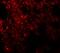 Neuropilin And Tolloid Like 1 antibody, GTX31454, GeneTex, Immunohistochemistry paraffin image 