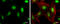 Cullin-4A antibody, GTX634165, GeneTex, Immunofluorescence image 