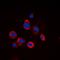 EGFR antibody, orb304743, Biorbyt, Immunofluorescence image 