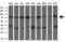 Heat Shock Protein Family A (Hsp70) Member 9 antibody, GTX84332, GeneTex, Western Blot image 