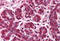 BRISC And BRCA1 A Complex Member 2 antibody, MBS244513, MyBioSource, Immunohistochemistry paraffin image 