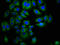 EPH Receptor A7 antibody, LS-C395594, Lifespan Biosciences, Immunofluorescence image 
