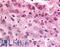 G Protein-Coupled Receptor 153 antibody, LS-A3140, Lifespan Biosciences, Immunohistochemistry frozen image 