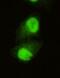 Lysine Demethylase 5C antibody, GTX49191, GeneTex, Immunofluorescence image 