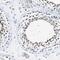 Host cell factor 2 antibody, PA5-52267, Invitrogen Antibodies, Immunohistochemistry frozen image 