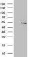 Asparaginyl-TRNA Synthetase 2, Mitochondrial antibody, TA806501S, Origene, Western Blot image 