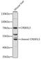 CAMP Responsive Element Binding Protein 3 Like 3 antibody, 16-697, ProSci, Western Blot image 