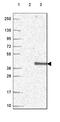 Serine/arginine-rich splicing factor 7 antibody, HPA056926, Atlas Antibodies, Western Blot image 