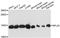 Ribosomal Protein L30 antibody, LS-C748728, Lifespan Biosciences, Western Blot image 