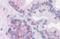 Dual 3 ,5 -cyclic-AMP and -GMP phosphodiesterase 11A antibody, orb19541, Biorbyt, Immunohistochemistry paraffin image 