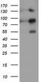Folate Hydrolase 1 antibody, CF504549, Origene, Western Blot image 