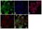 Angiopoietin Like 4 antibody, 701155, Invitrogen Antibodies, Immunofluorescence image 